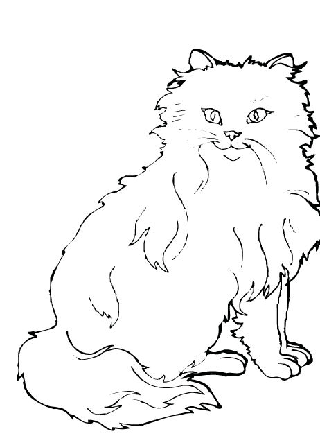 Cats 23